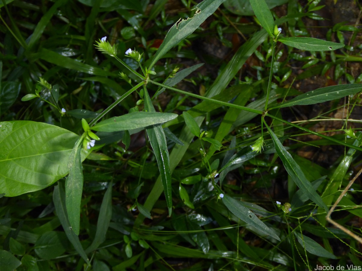 Rungia pectinata (L.) Nees